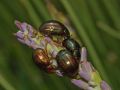 Chrysolina americana